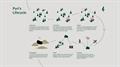 An image with a caption of: Pyri's Lifecycle